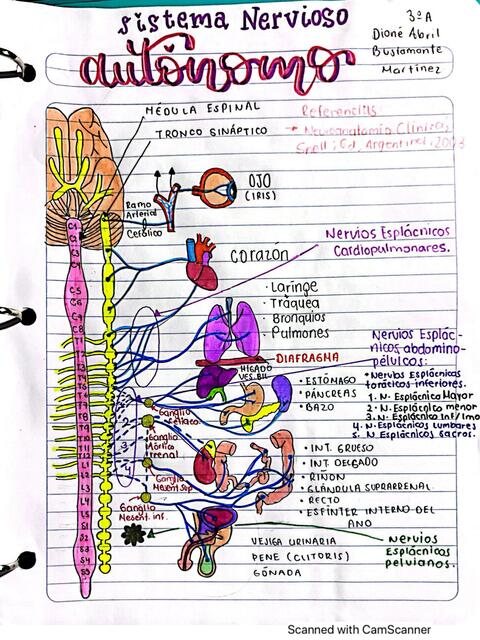 SISTEMA NERVIOSO AUTÓNOMO Y SUS VÍAS