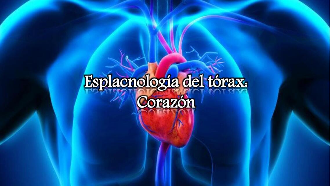 Anatomía del corazón  