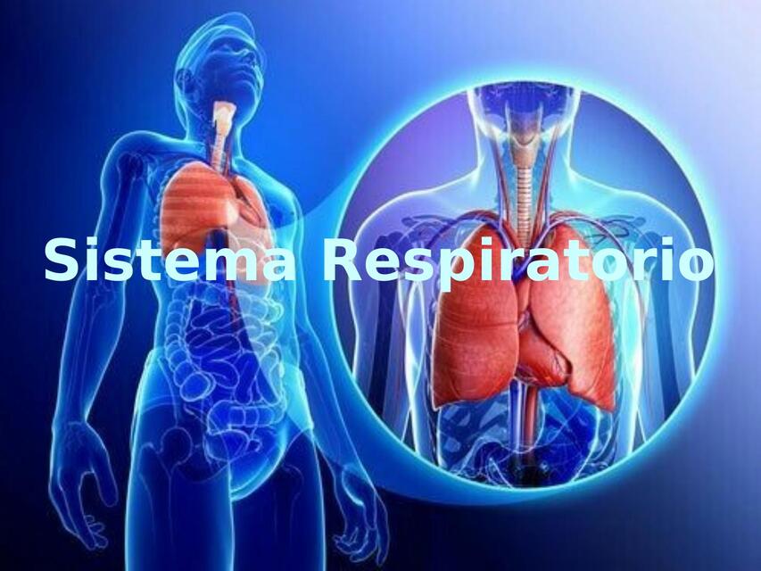 Sistema respiratorio 