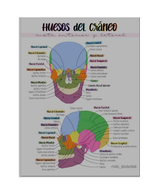 Huesos del cráneo