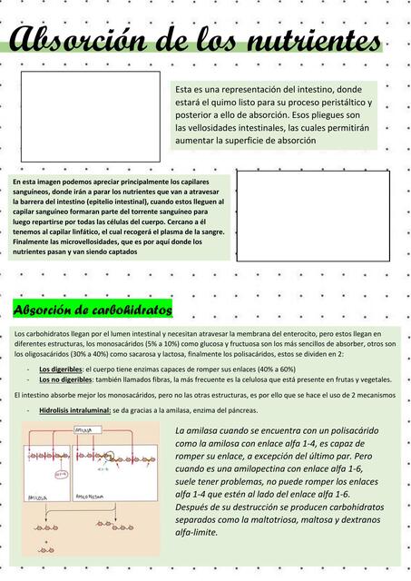 Absorción de nutrientes