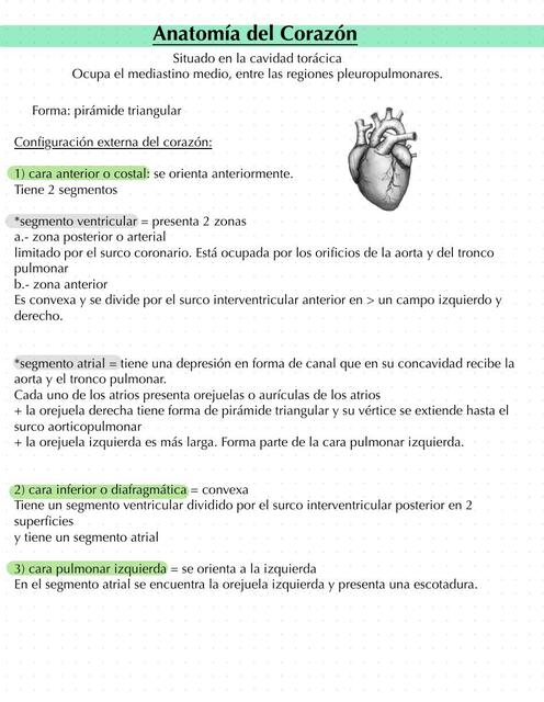 Anatomía del Corazón 