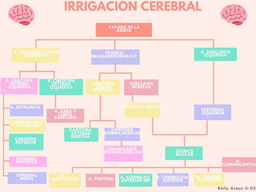 Irrigación cerebral