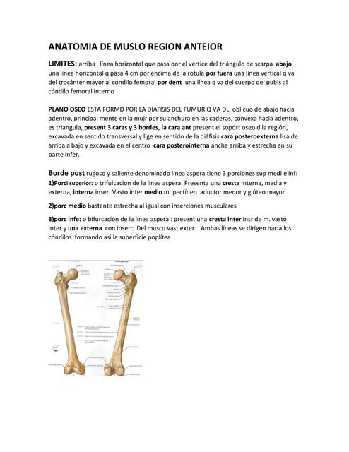 Anatomía del Muslo- Región Anterior 