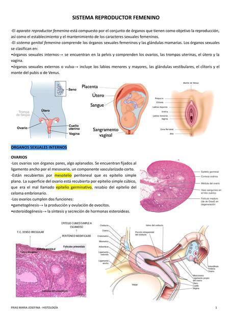 Sistema Reproductor Femenino - Histologia