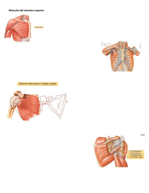 Músculos del miembro superior