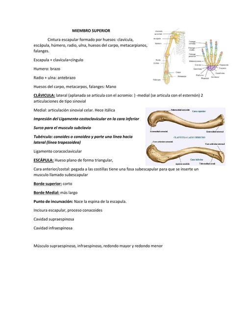 Miembro superior