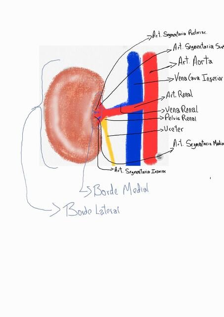 Anatomia del Riñon | JAIRO HRP | uDocz