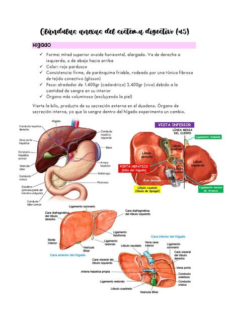 Glándulas anexas del sistema digestivo (fcm unl)