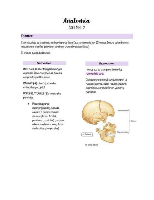 Anatomía 