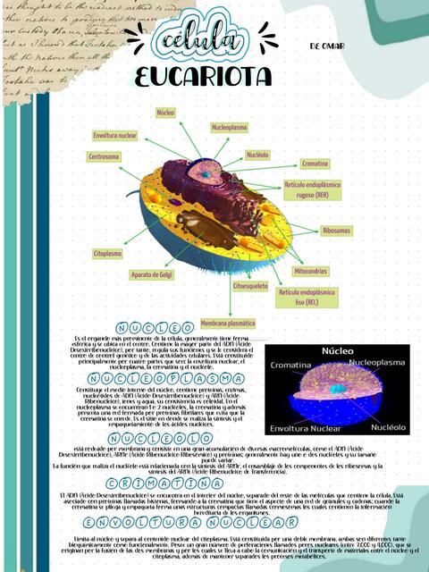 célula eucariota