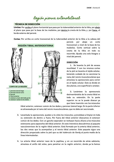 anatomía región de pierna anterolateral