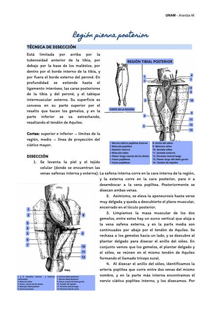 anatomía región pierna posterior