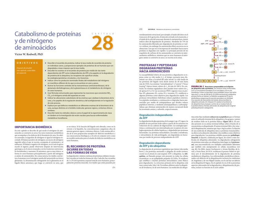 Catabolismo de proteínas  y de nitrogeno