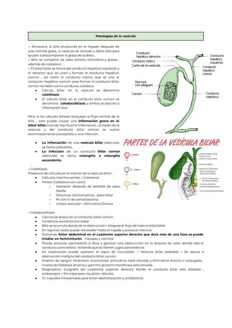 Vesicula biliar, Apendicitis, IVU y Hernias