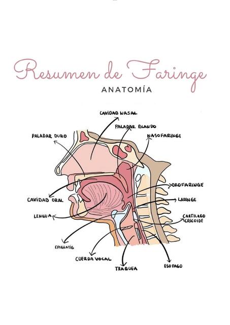 Faringe Anatomia  