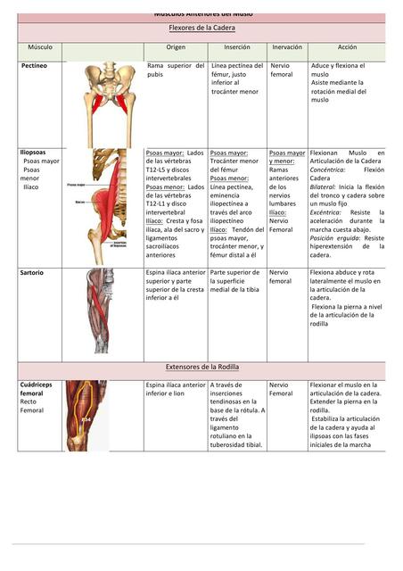 Musculos cara cuello superior inferior | Sandri | uDocz