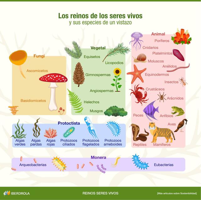 Los Reinos de los Seres Vivos 