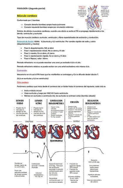 Músculo Cardiaco 