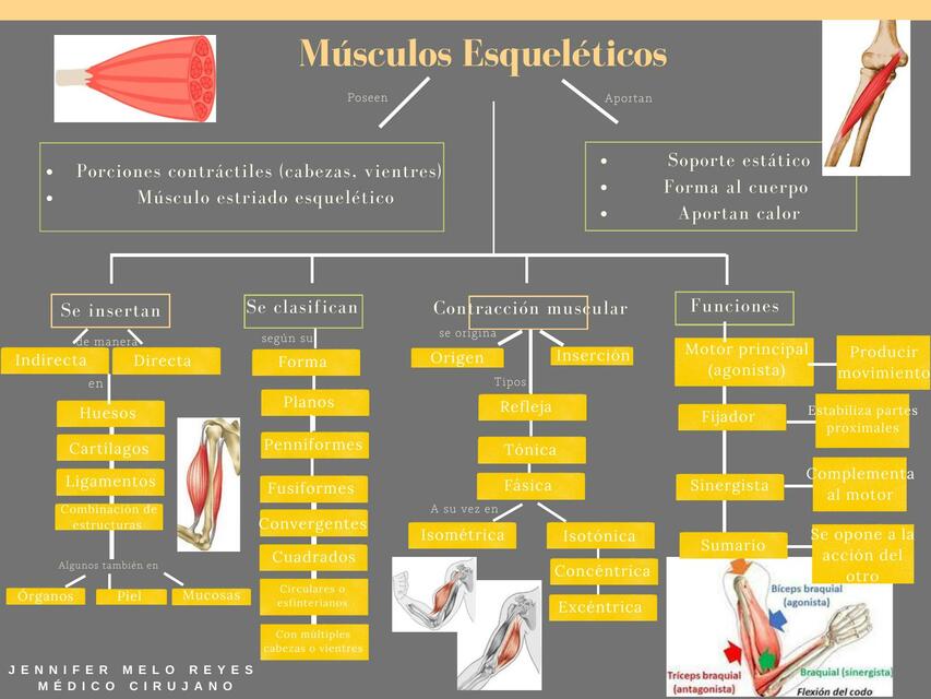 Músculos Esqueléticos 