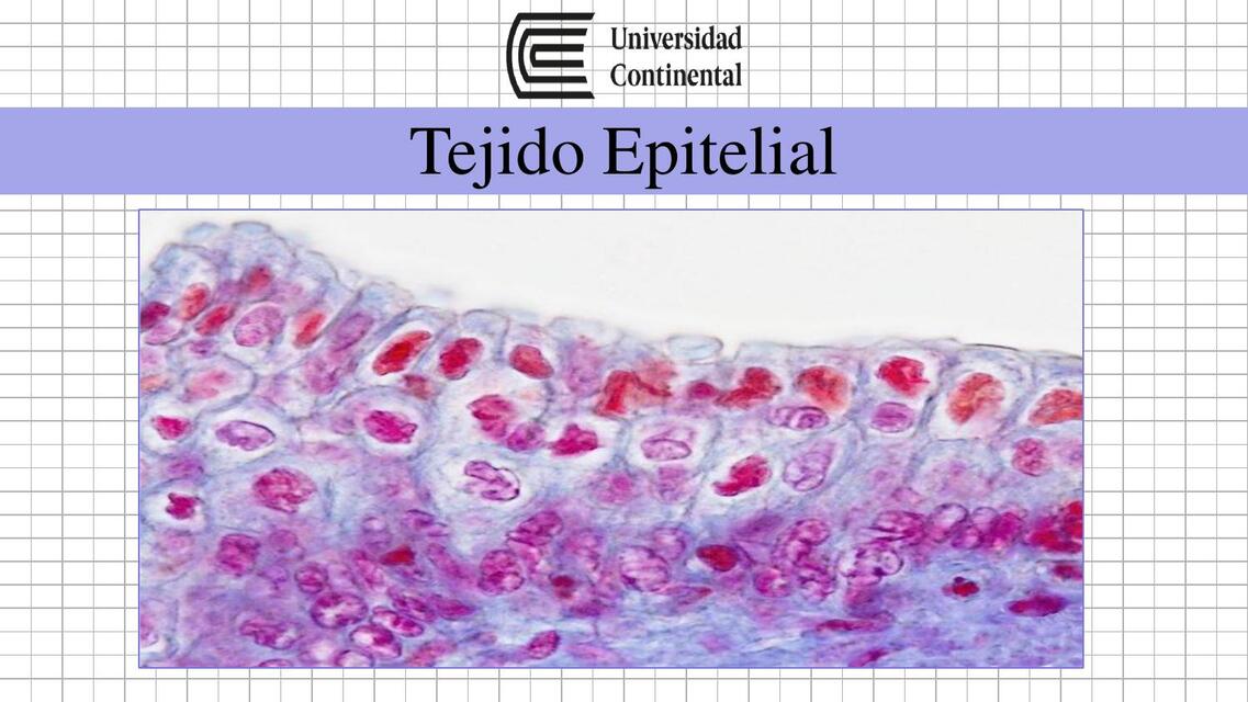 Tejido Epitelial  