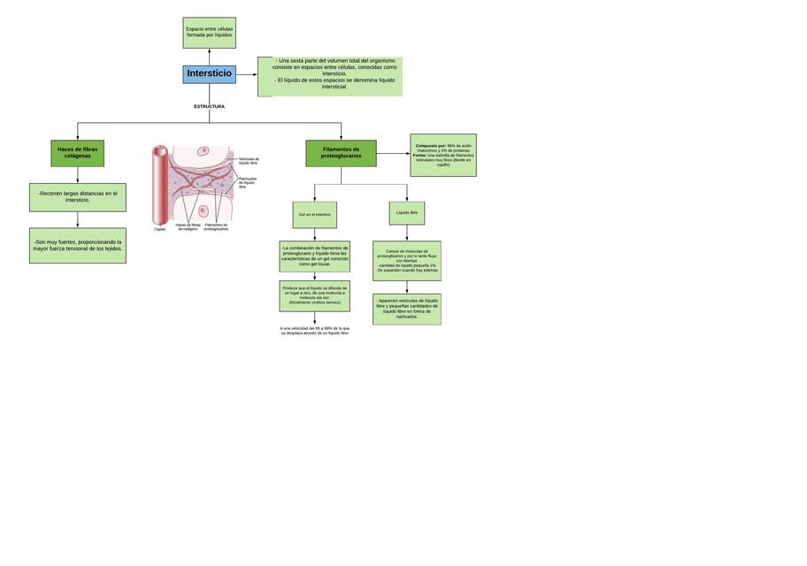 Anatomia del Intersticio - (Mentefacto)