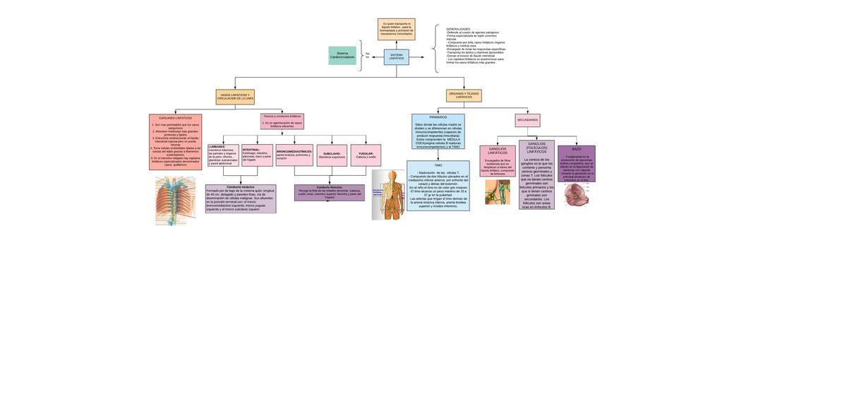 SISTEMA LINFATICO (mentefacto)