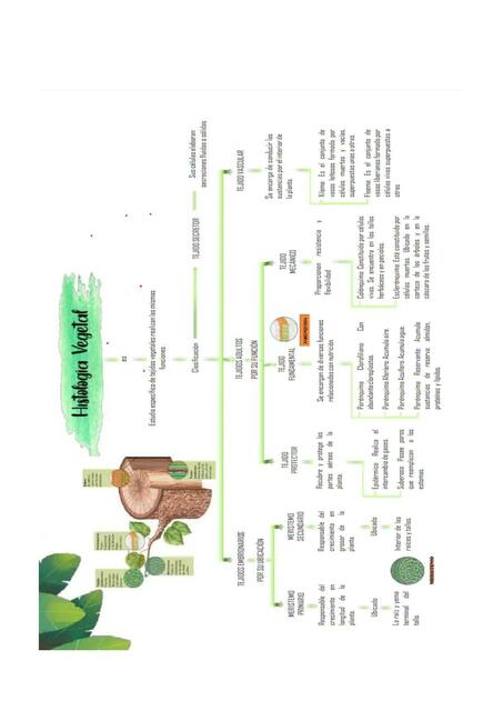 Histología Vegetal 