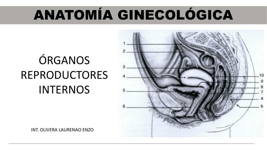 Anatomía ginecológica 