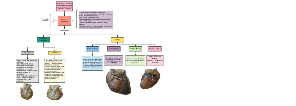 Circulación coronaria- corazón (Mentefacto)