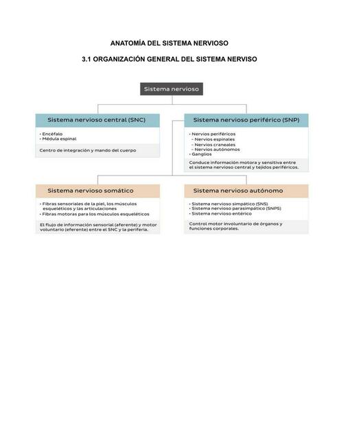 Anatomía del Sistema nervioso 