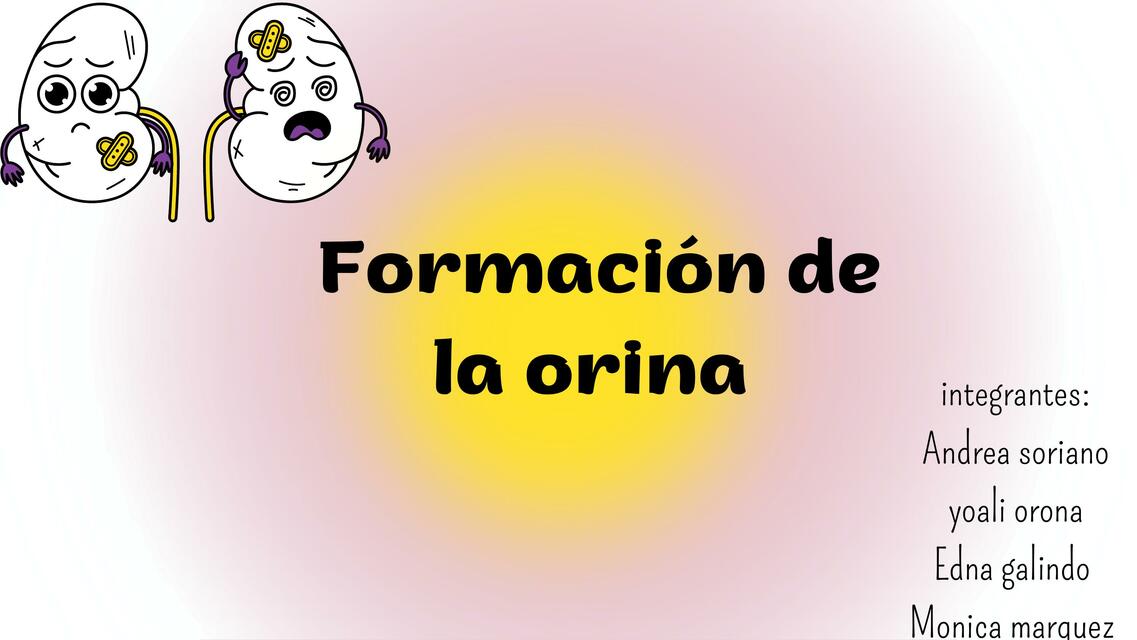 Formación de la orina