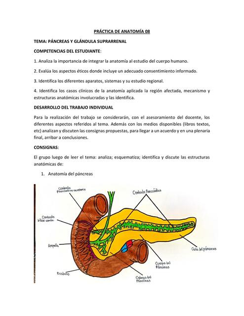 Páncreas y Glándula Suprarrenal