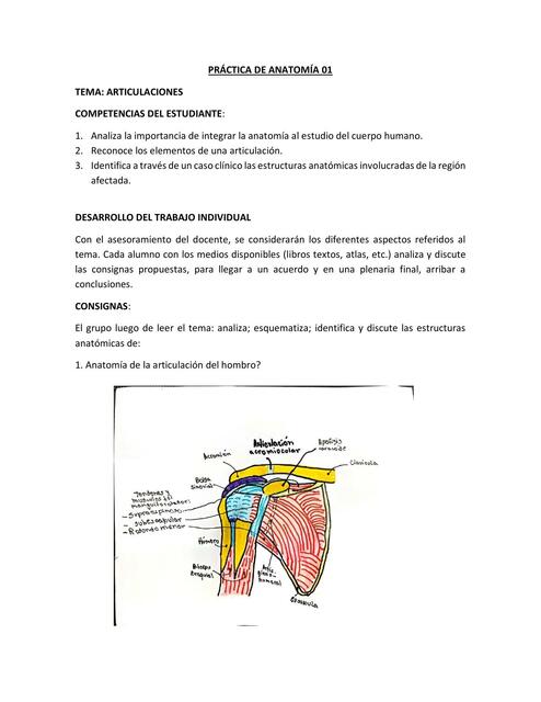 Articulaciones 