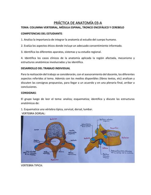 Columna Vertebral, Médula Espinal, Tronco Encefálico y Cerebelo 