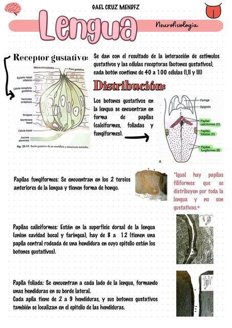 Papilas lengua (receptores gustativos)