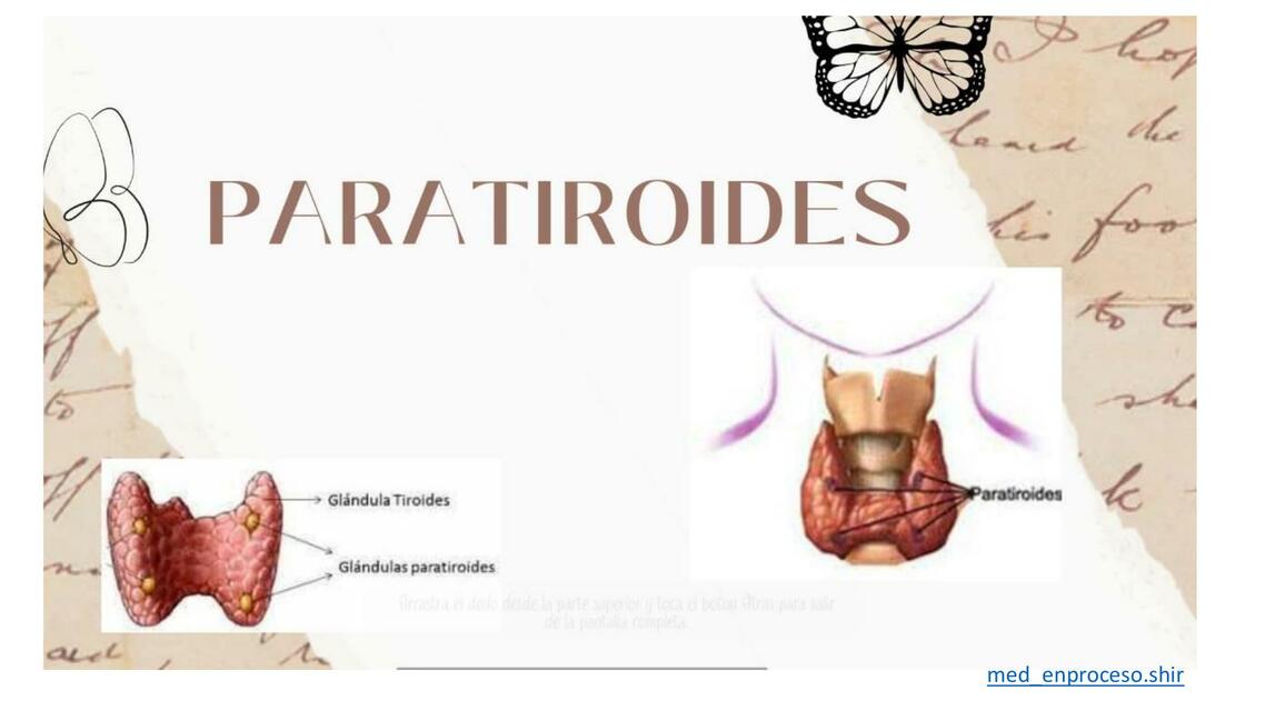 Paratiroides