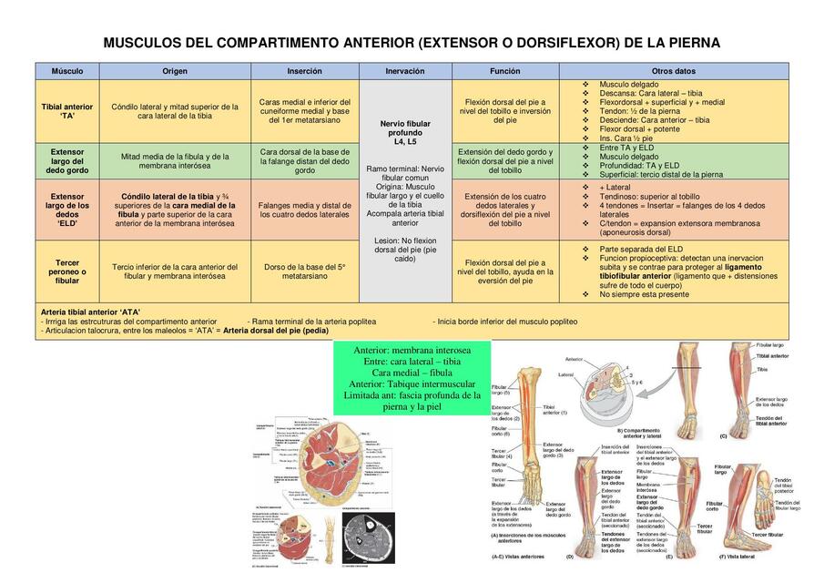 Músculos del comportamiento anterior de la pierna