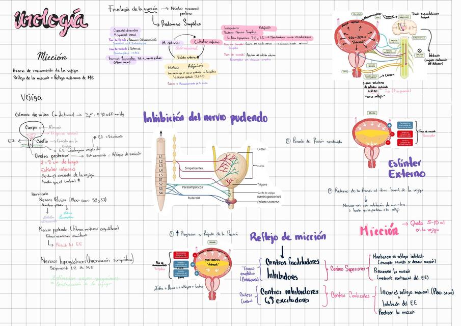 Fisiología de la micción