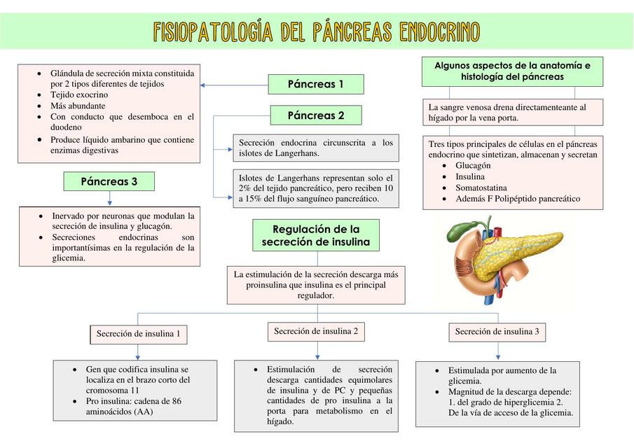 Páncreas endocrino