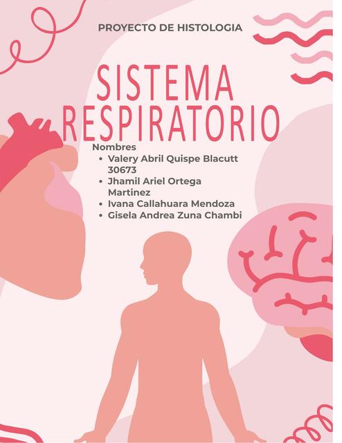 Sistema respiratorio 