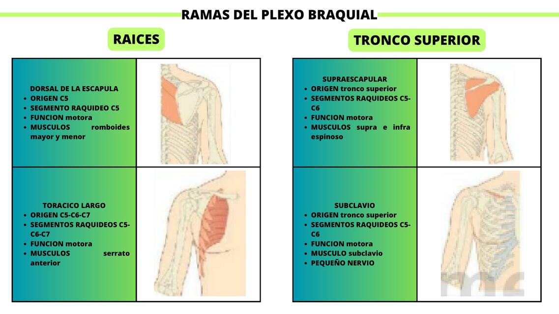 Ramas del plexo braquial