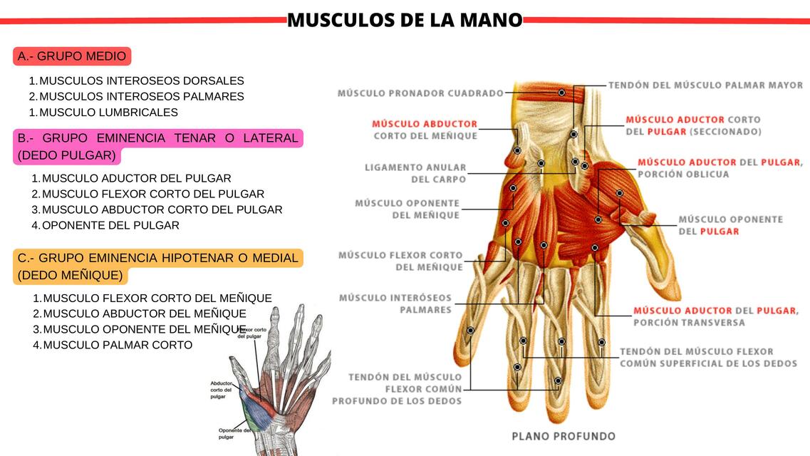 Músculos de la mano