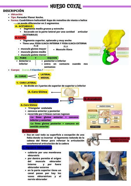 Osteología miembro superior