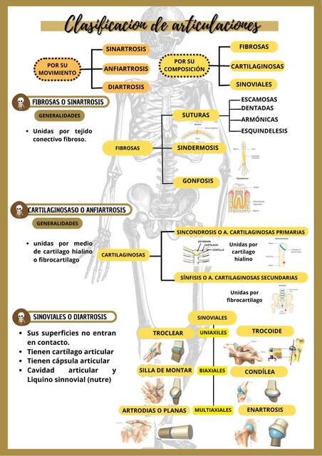 Clasificación de articulaciones