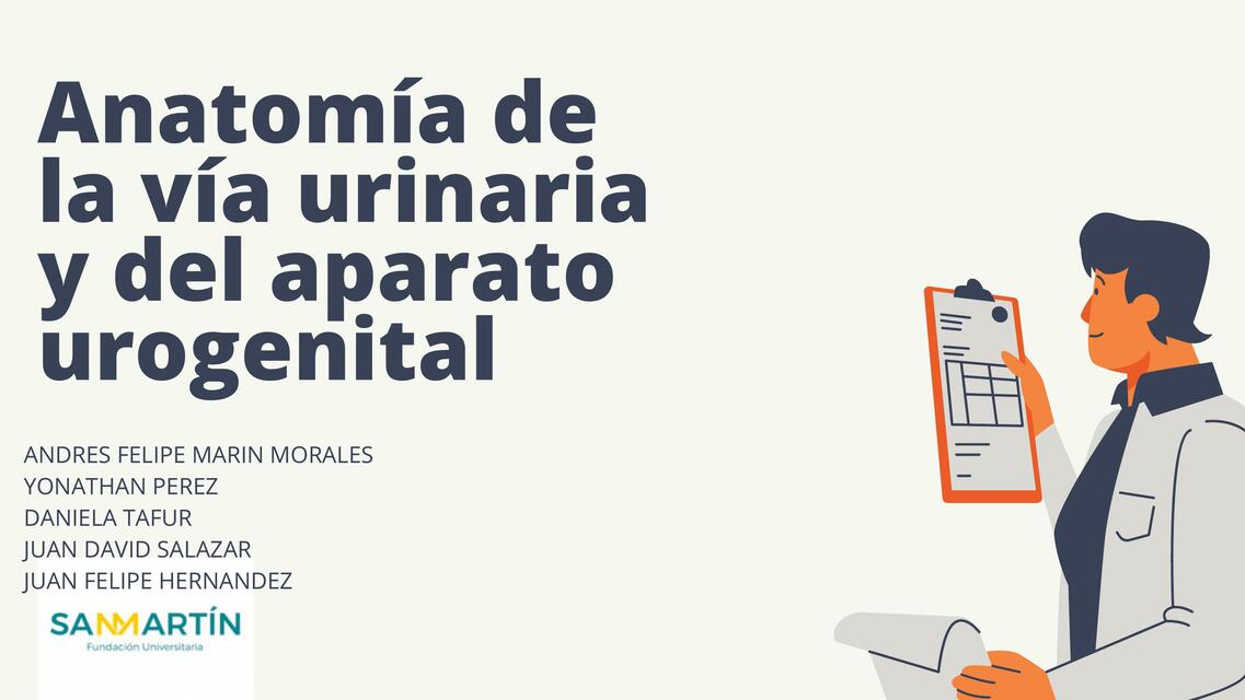 Anatomía de la vía urinaria y del aparato urogenital 