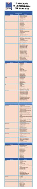 CLASIFICACIÓN DE MUSCULOS