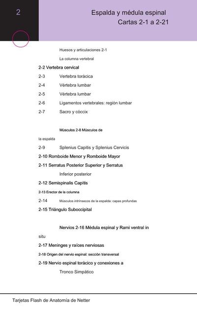 Espalda y médula espinal Flashcards Netter Anatomía para estudiantes 