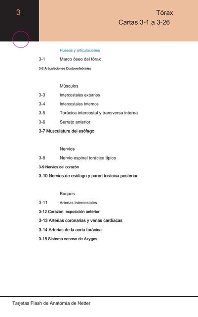 Tórax Flashcards Netter Anatomía para estudiantes 