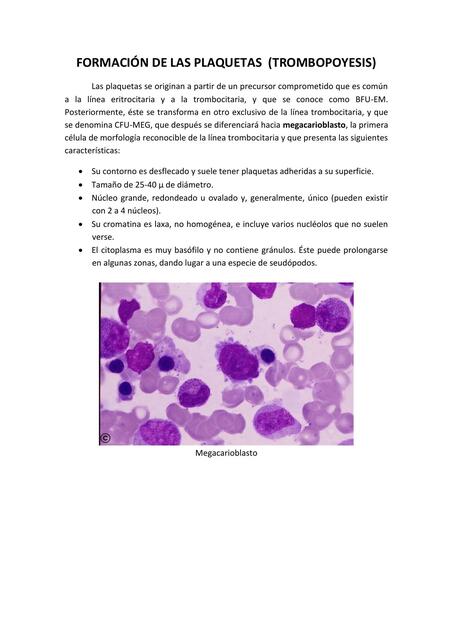 Formación de las plaquetas 